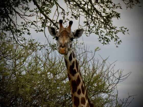 Girafe dans le Serengeti, safari FAVI Tanzanie
