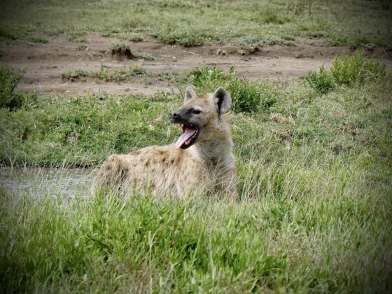 Hyène dans le cratère Ngorongoro, safari FAVI