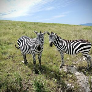 Zèbres dans le cratère Ngorongoro safari FAVI Tanzanie