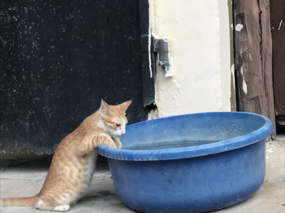 Un chat s'abreuve dans un tout petit bol d'eau !