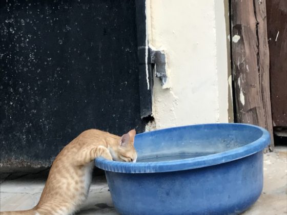 Un chat s'abreuve dans un tout petit bol d'eau !