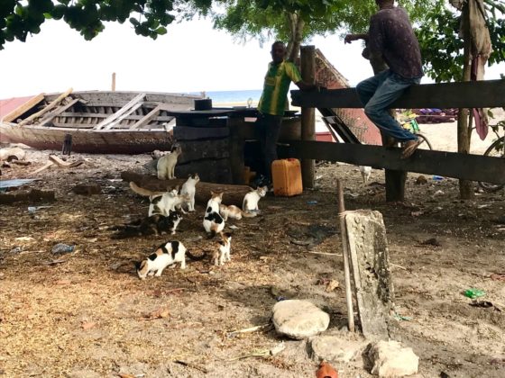 Les pêcheurs de Bububu sur l'île de Zanzibar nourrissent les chats