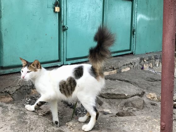 Oh! Un chat de Zanzibar avec un joli coeur sur sa fourrure