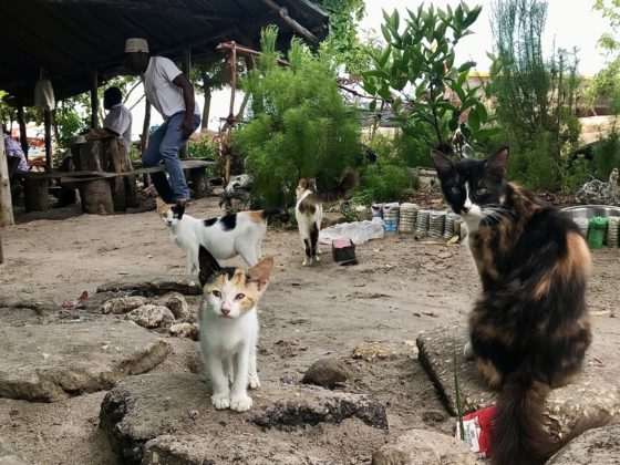Les chats à Bububu ont tous un petit air de famille!