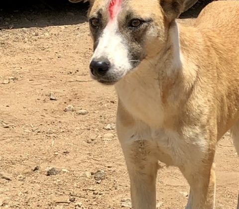 Le trait rouge sur la tête signifie que le chien a été vacciné contre la rage