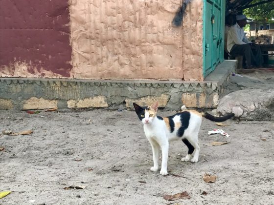Belle petite chatte à Bububu, Zanzibar