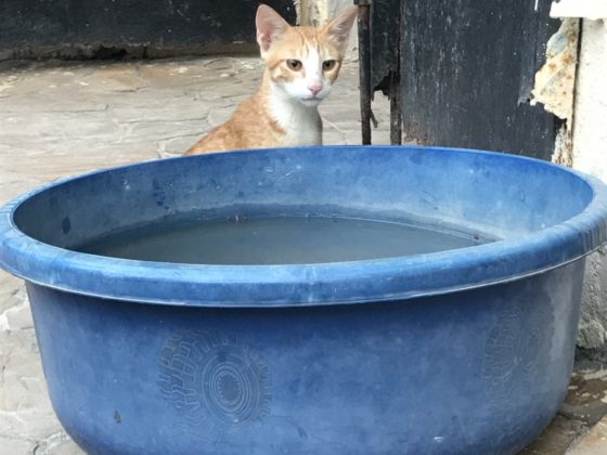 Un chat et son petit bol d'eau à Zanzibar!