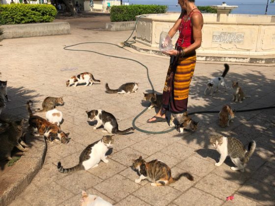 Dre Laura nourrit les chat au parc Forodhani à Stone Town