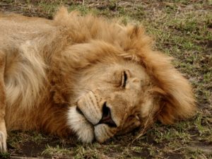 Safari FAVI, lion dans le Serengeti