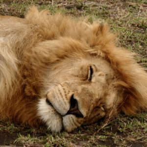 Safari FAVI, lion dans le Serengeti