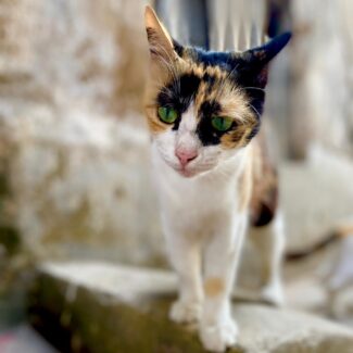 Une belle petite chatte à Zanzibar
