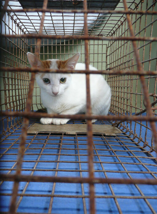 Un chat dans une cage-trappe aux îles Galapagos