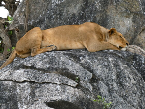 Lionne en pause dans le Serengeti