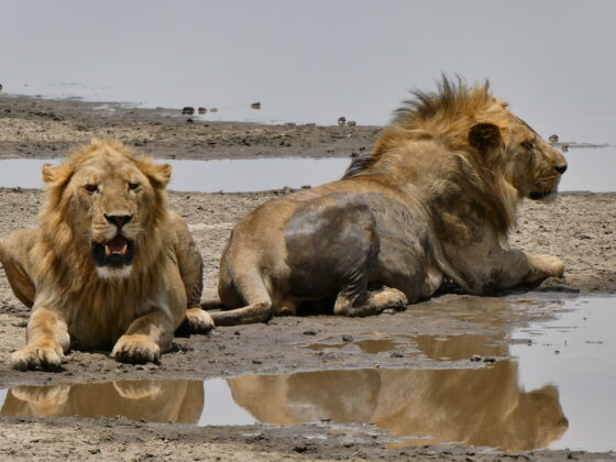 Bain de boue pour les frères lions dans le cratère du N'Gorongoro