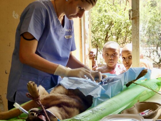 Chirurgie sous observation à la clinique FAVI dans une école primaire en Tanzanie