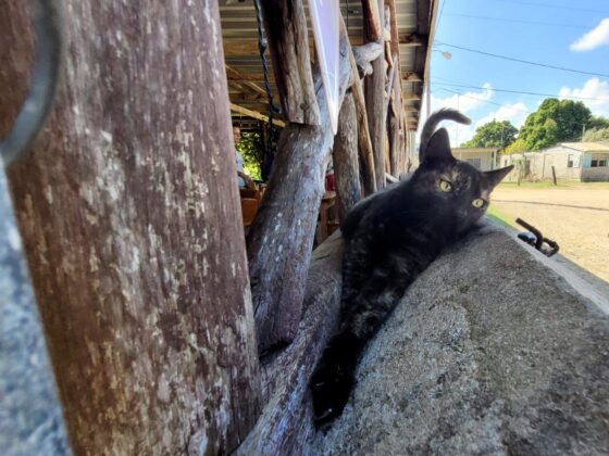 Un chat relaxe à Sarteneja au Belize