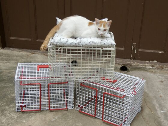 Un chat de Stone Town tout à fait à l’aise avec les cages de capture