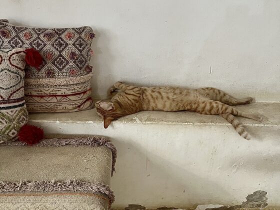 Un chat relaxe chez Mama Paka à Stone Town