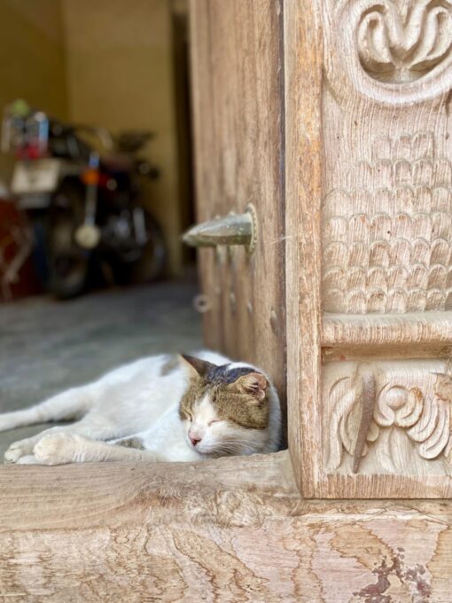Un chat à Zanzibar