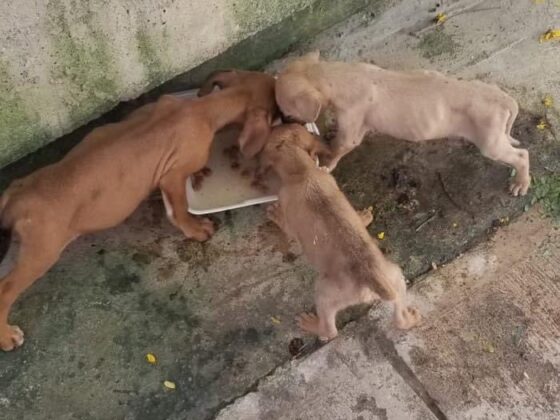 Des chiots affamés dans les rues de San Ignacio, Belize