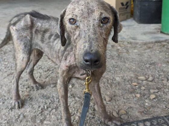 Un chien émacié et galeux dans les rues de San Ignacio au Belize
