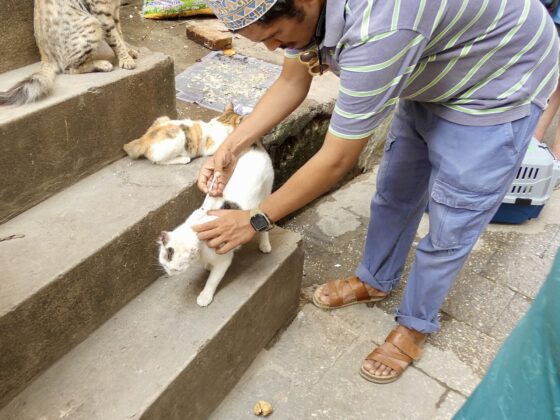 Un des gardiens des chats de Stone Town, Zanzibar , applique un vermifuge